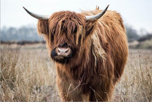 Charger l&#39;image dans la galerie, Highland Cow
