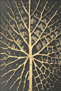 Abstract Golden Tree Root Wall Art