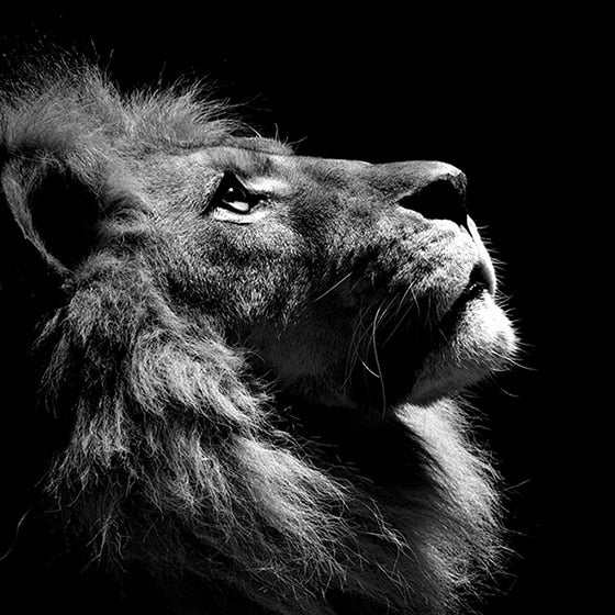 Black and White Lion King