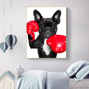 Boston Terrier Boxing