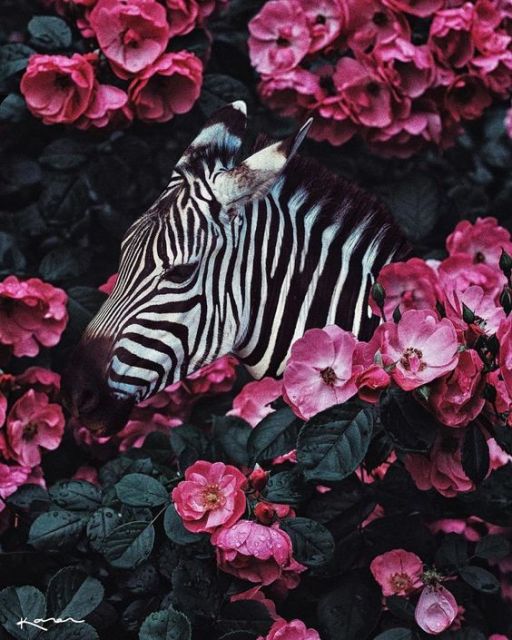 Modern Floral Zebra