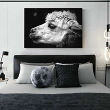 Charger l&#39;image dans la galerie, Black and White Alpaca Photography
