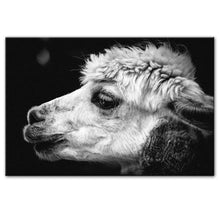 Load image into Gallery viewer, Black and White Alpaca Photography
