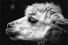 Charger l&#39;image dans la galerie, Black and White Alpaca Photography
