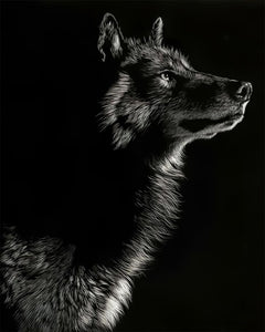 Black and White Wolf